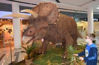Dinosaurus triceratops
