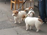 Triu štvornohých návštevníkov hodov museli mäsové špeciality prenáramne voňať